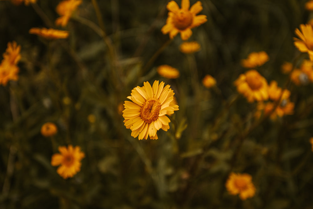 yellow chrysanthemums flowers on a warm day