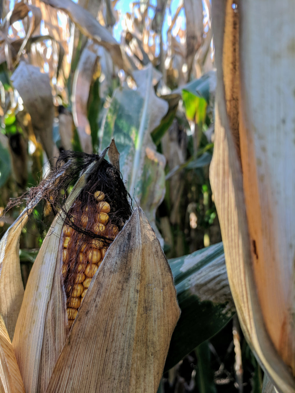 yellow corn kernels through leaves