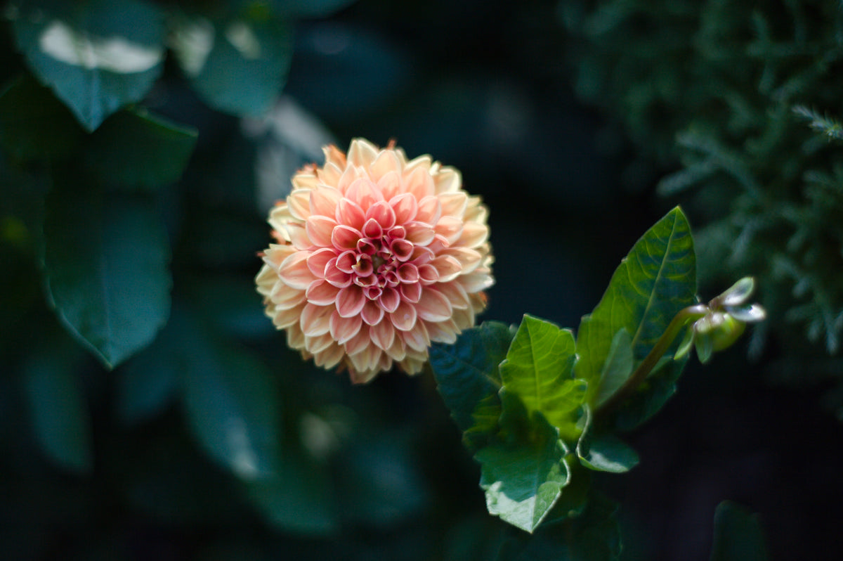 yellow dahlia with a pink center in perfect focus
