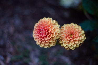 yellow dahlias with pink centers with green background