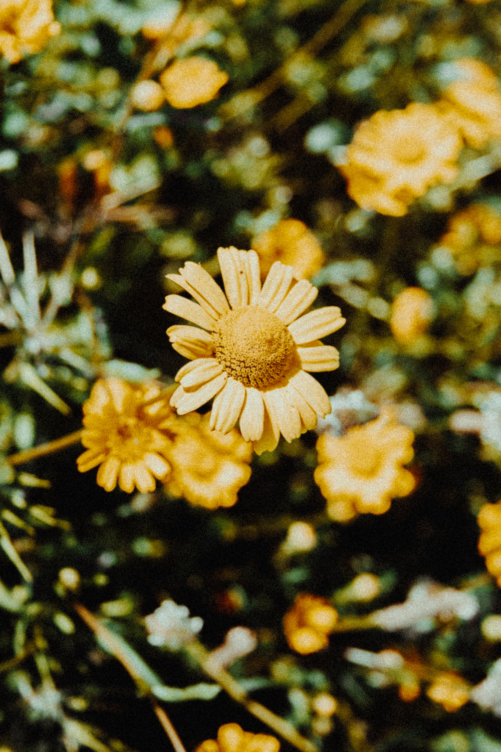 yellow daisies in the sun