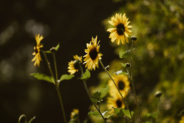 yellow daisies sunning