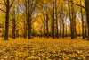 yellow fall leaves and trees