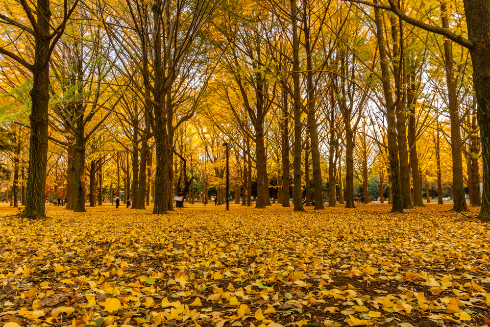 yellow fall leaves and trees