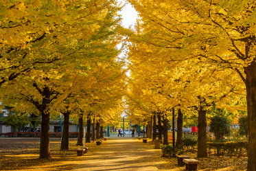 yellow fall leaves in city park