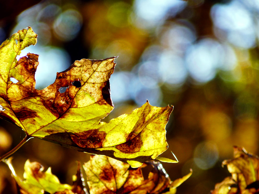 yellow fall leaves