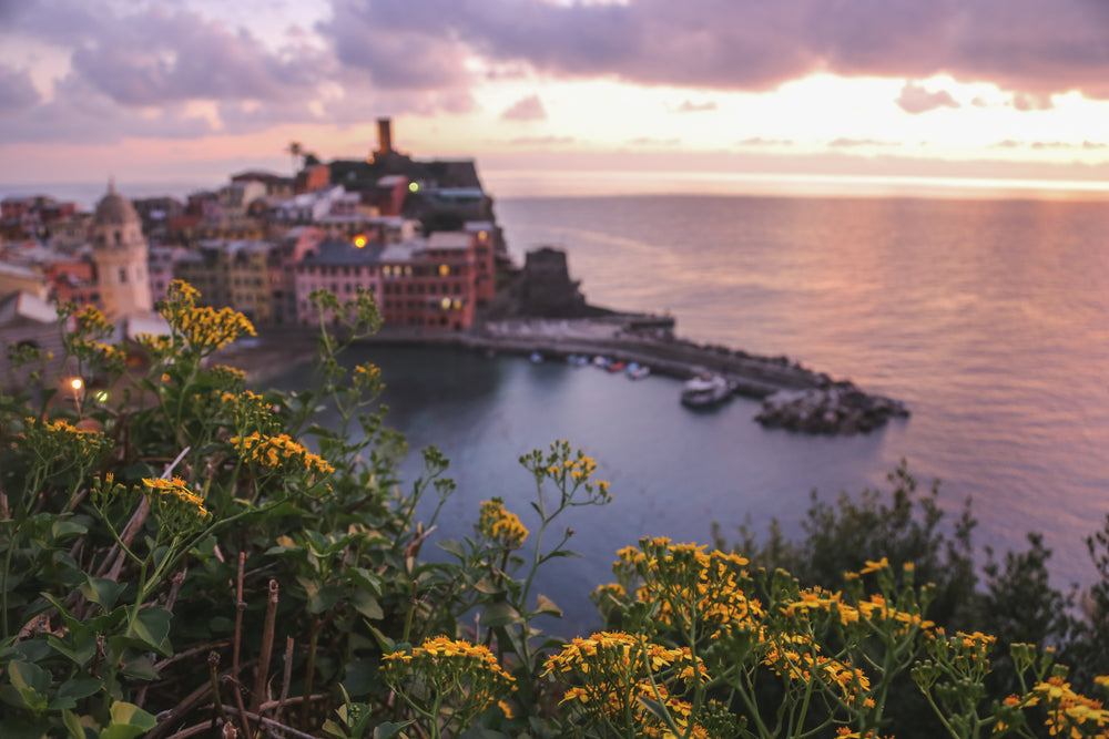 yellow floral bushes overlook the city