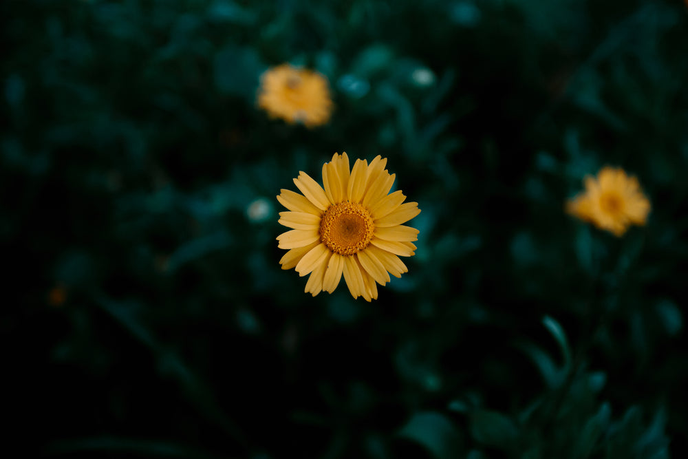 yellow flower asks for attention