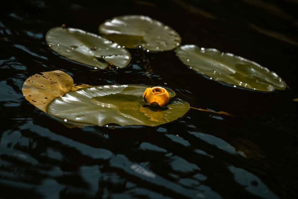 yellow flower in water