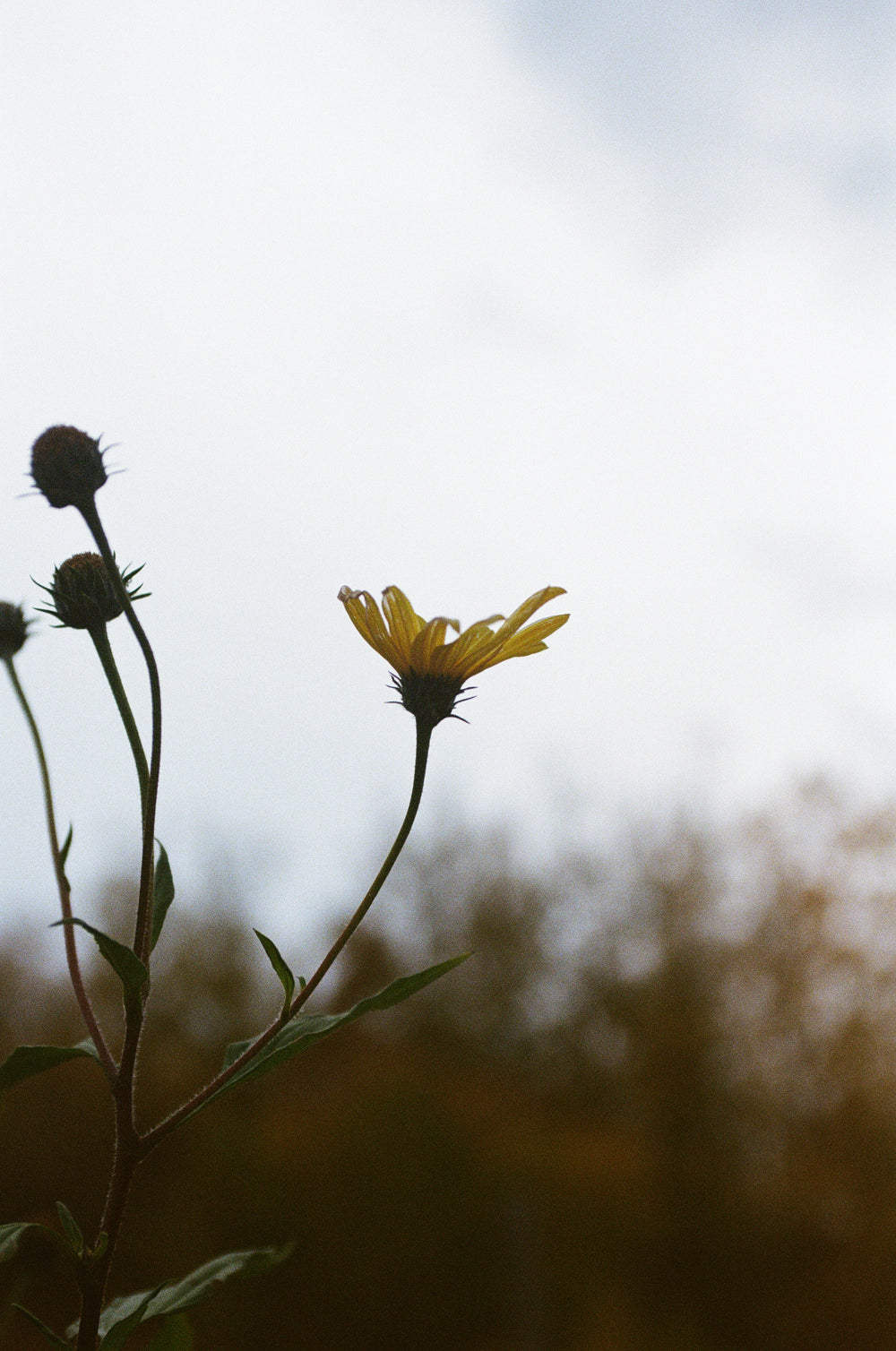 yellow flower looks up