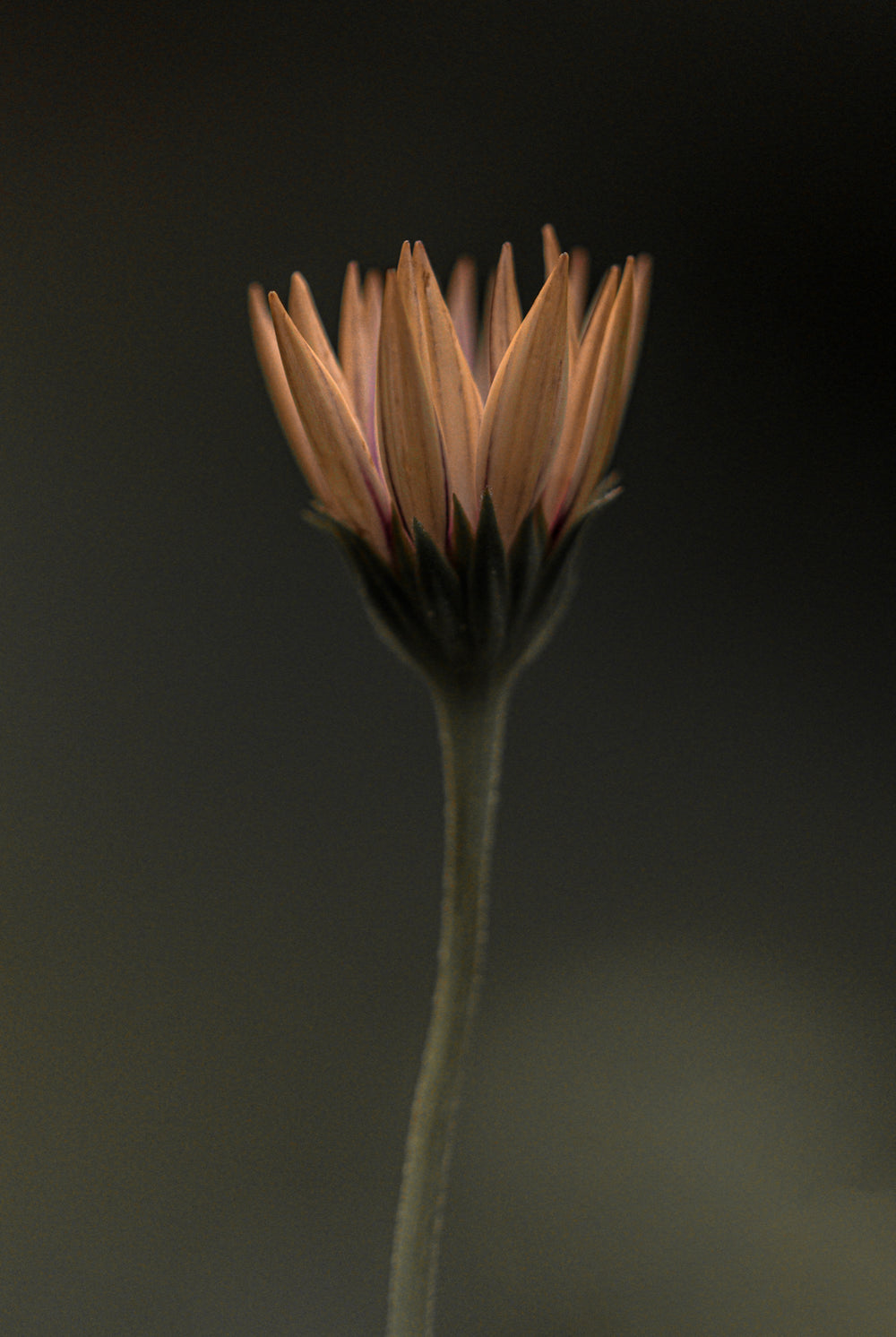 yellow flower that is starting to bloom