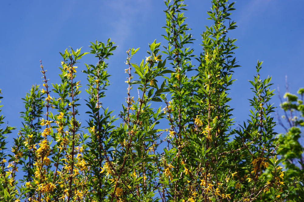 yellow flowers in bloom on a sunny spring day