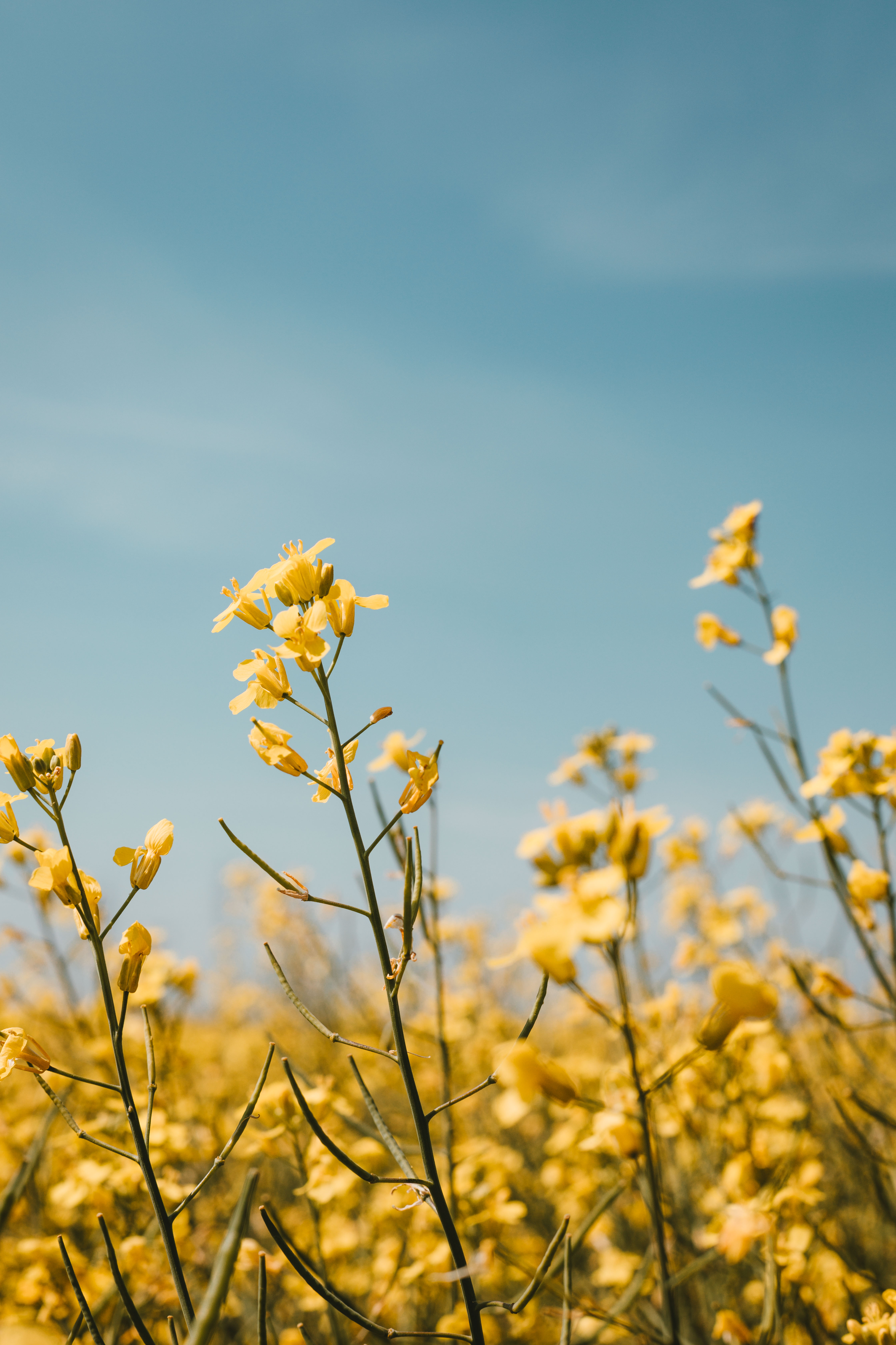 Sunflower Sprout and Seeds HD Wallpaper - Daylight Bloom Background by  BlueTechWizard