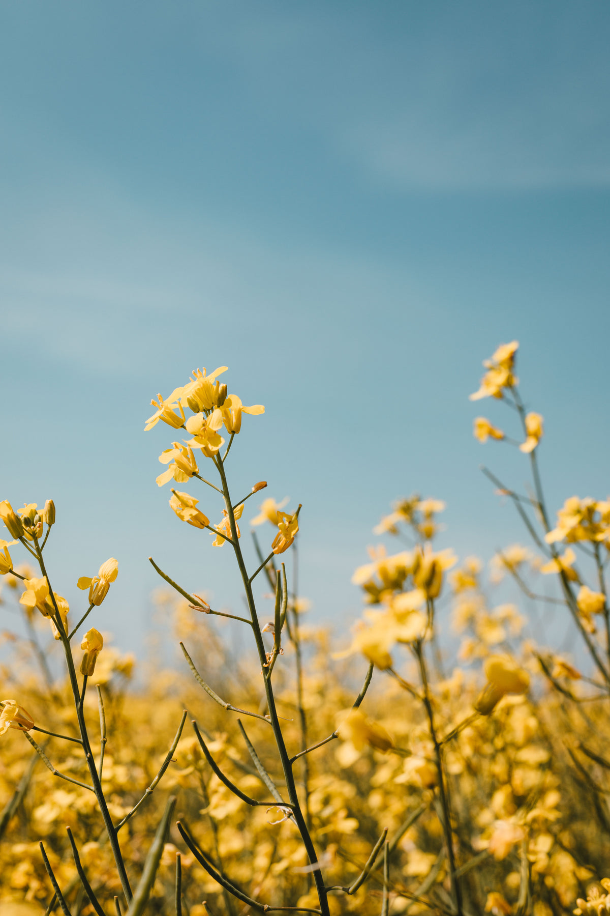 Browse Free HD Images of Yellow Flowers Reach to Blue Sky