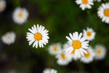 yellow-hearted daisies with crisp white petals