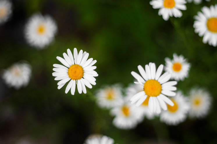 Yellow-Hearted Daisies With Crisp White Petals