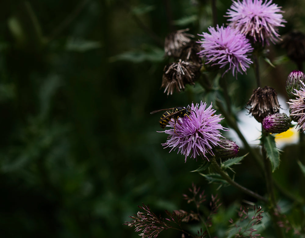 yellow insect on a purple flower with small petals