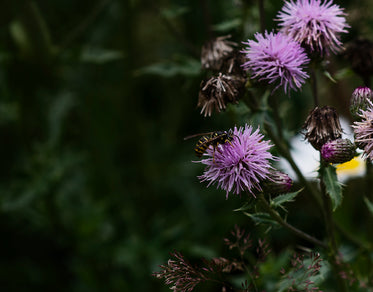 yellow insect on a purple flower with small petals