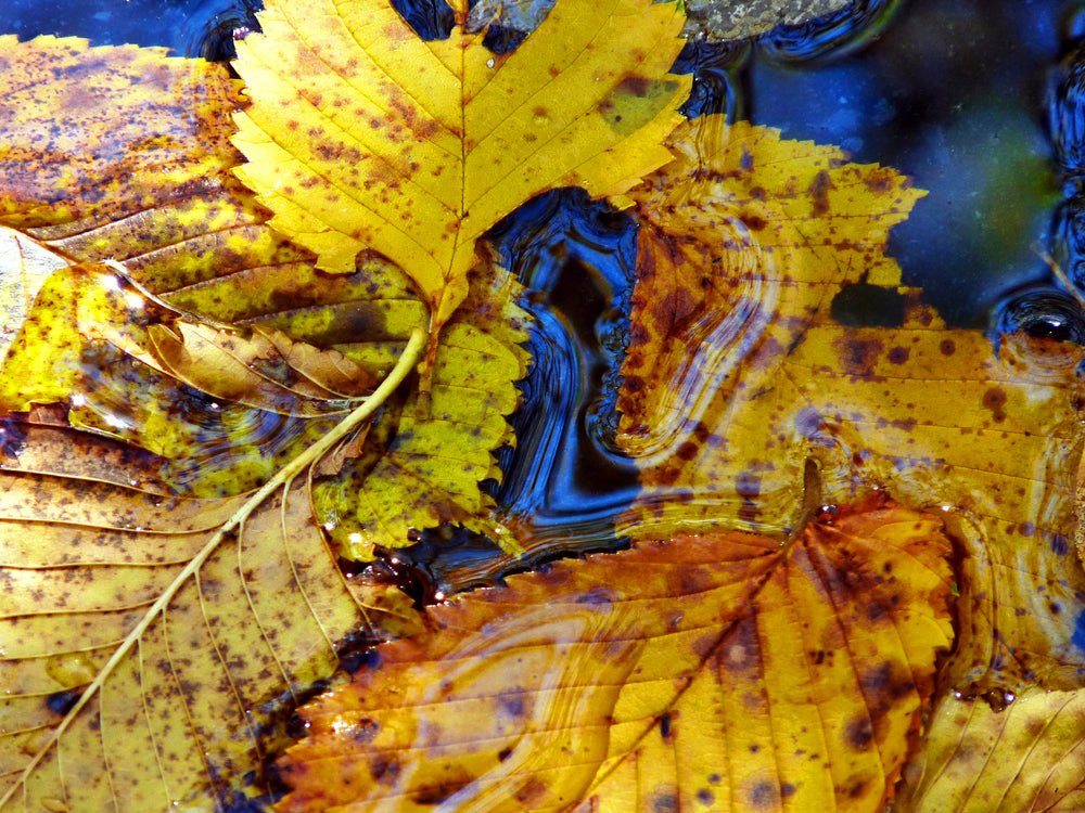 yellow leaves in water