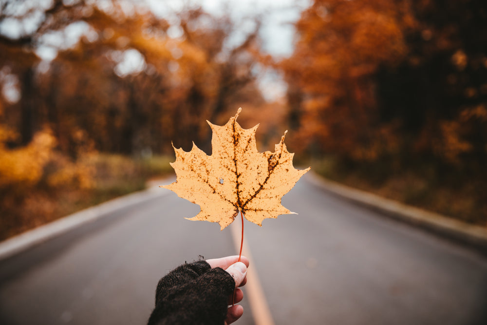 yellow maple leaf on a country road