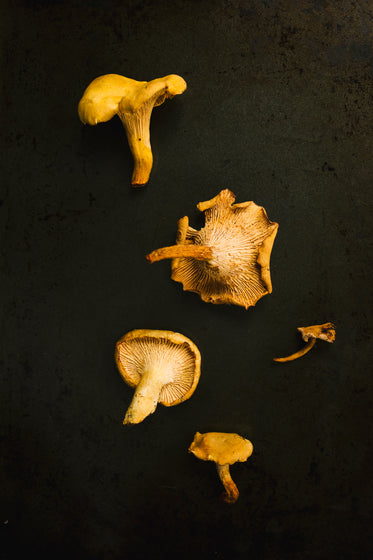 yellow mushrooms on black