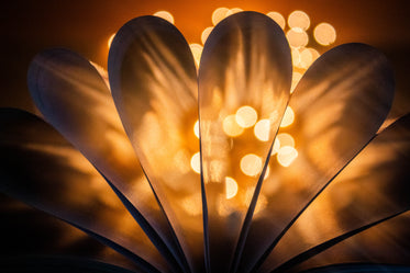 yellow petals covered in yellow bokeh light