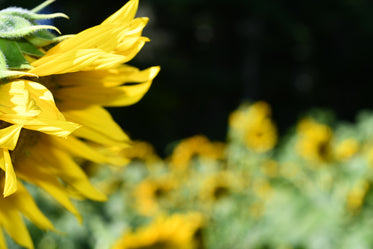 yellow petals of a sunflower in a field