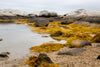 yellow seaweed by rock pool