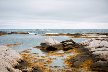 yellow seaweed on ocean rocks