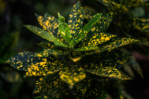 yellow spotted leaves