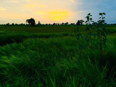 yellow sunset over lush green fields