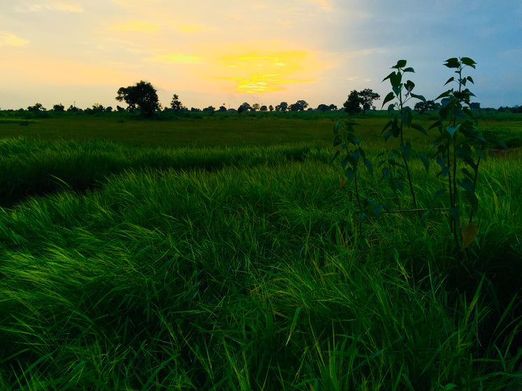 yellow-sunset-over-lush-green-fields.jpg