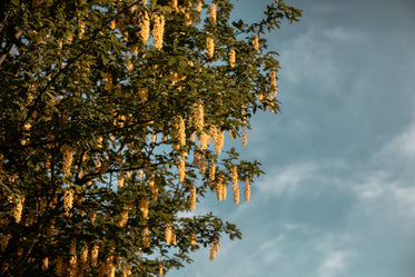 yellowing hanging flowers