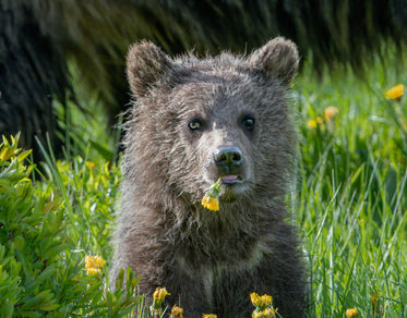 young bear eating dandelions sitting in green grass