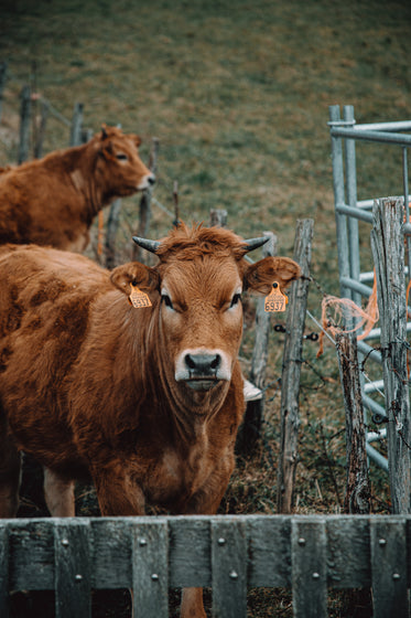 young cow stairs into the camera