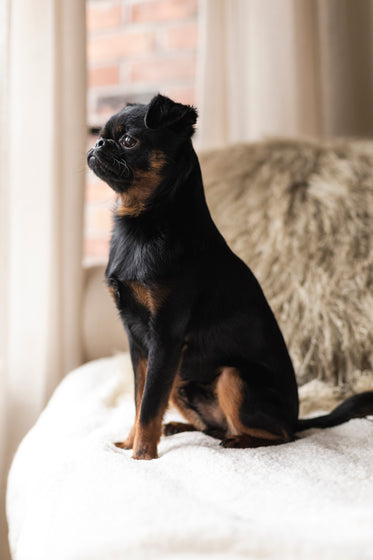 young dog sits tall and looks out the window