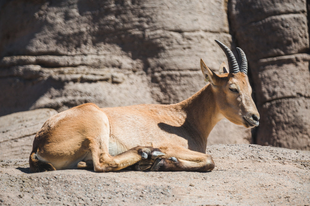 young goat relaxing