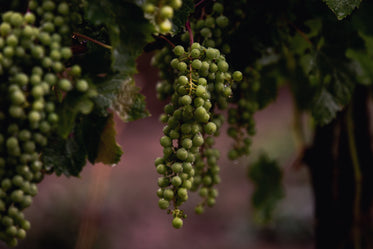 young grape vines after rain