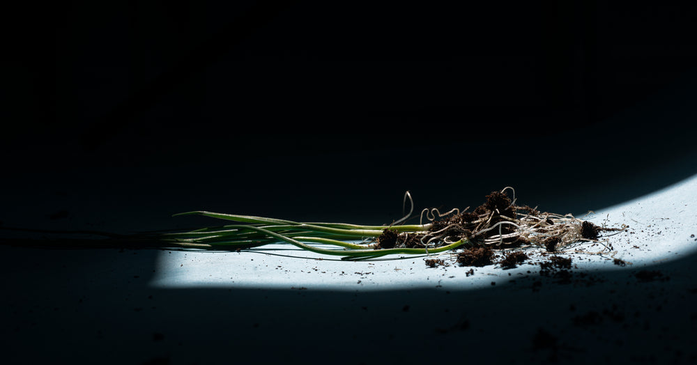 young leeks lay in a beam of light on lite blue