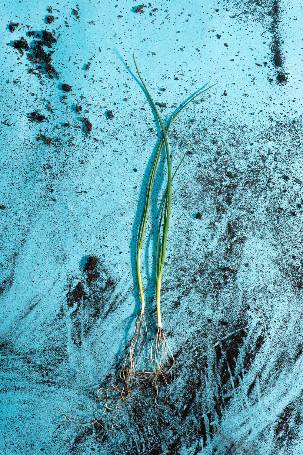 young leeks lay on a dirt covered blue surface