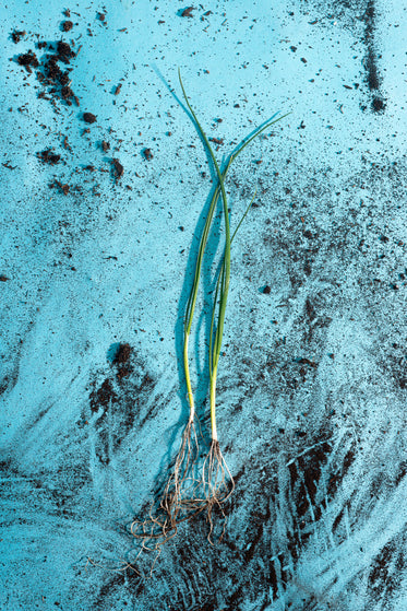young leeks lay on a dirt covered blue surface