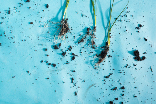 young leeks lay with roots exposed on a blue surface