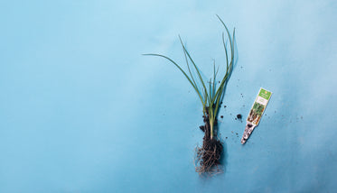young leeks laying on a blue background by a plant tag