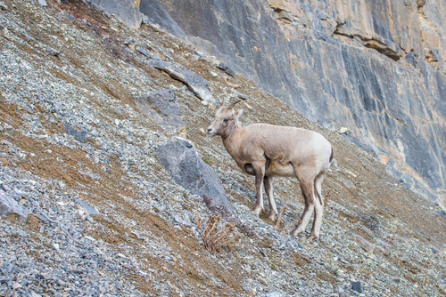 young mountain goat perched atop rocky hillside