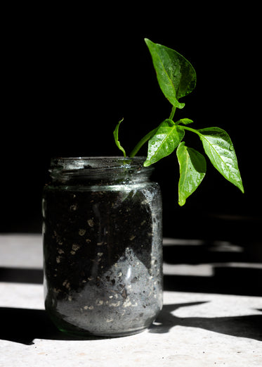 young pepper plant grows from a glass jar