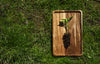 young pepper plant on a wooden tray in the grass