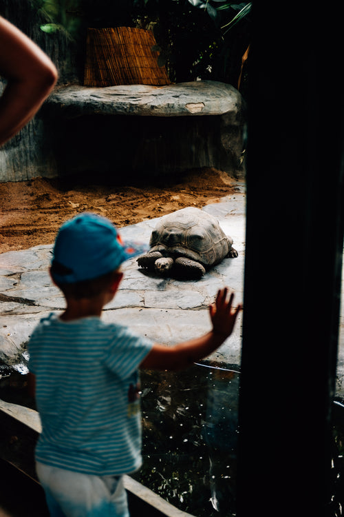 young person holds a hand up to the glass waving at a tortoise