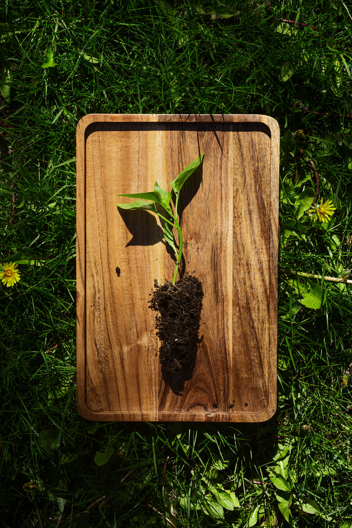 young plant on a wooden tray in the grass