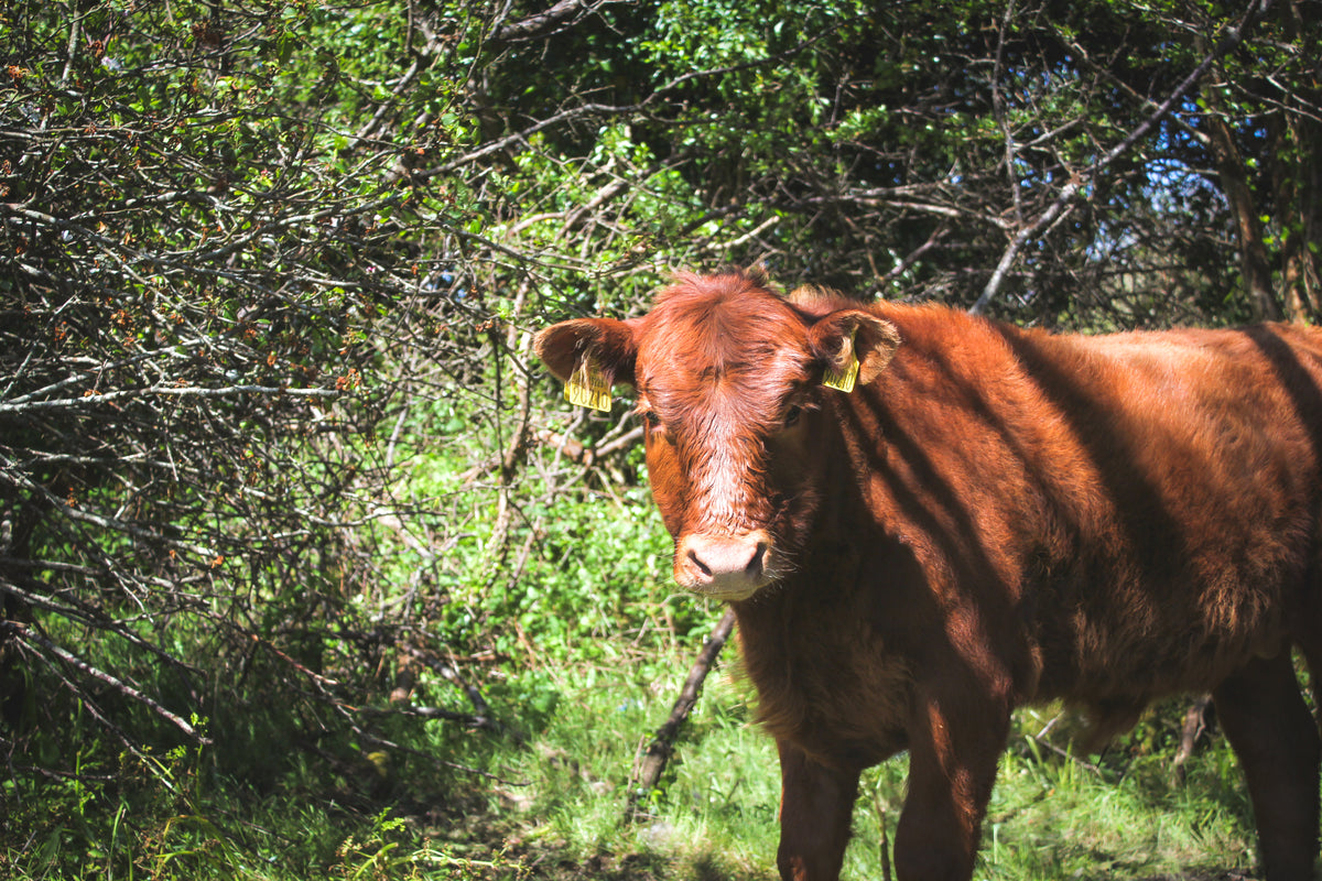 young red cow standing in green pasture filled with trees