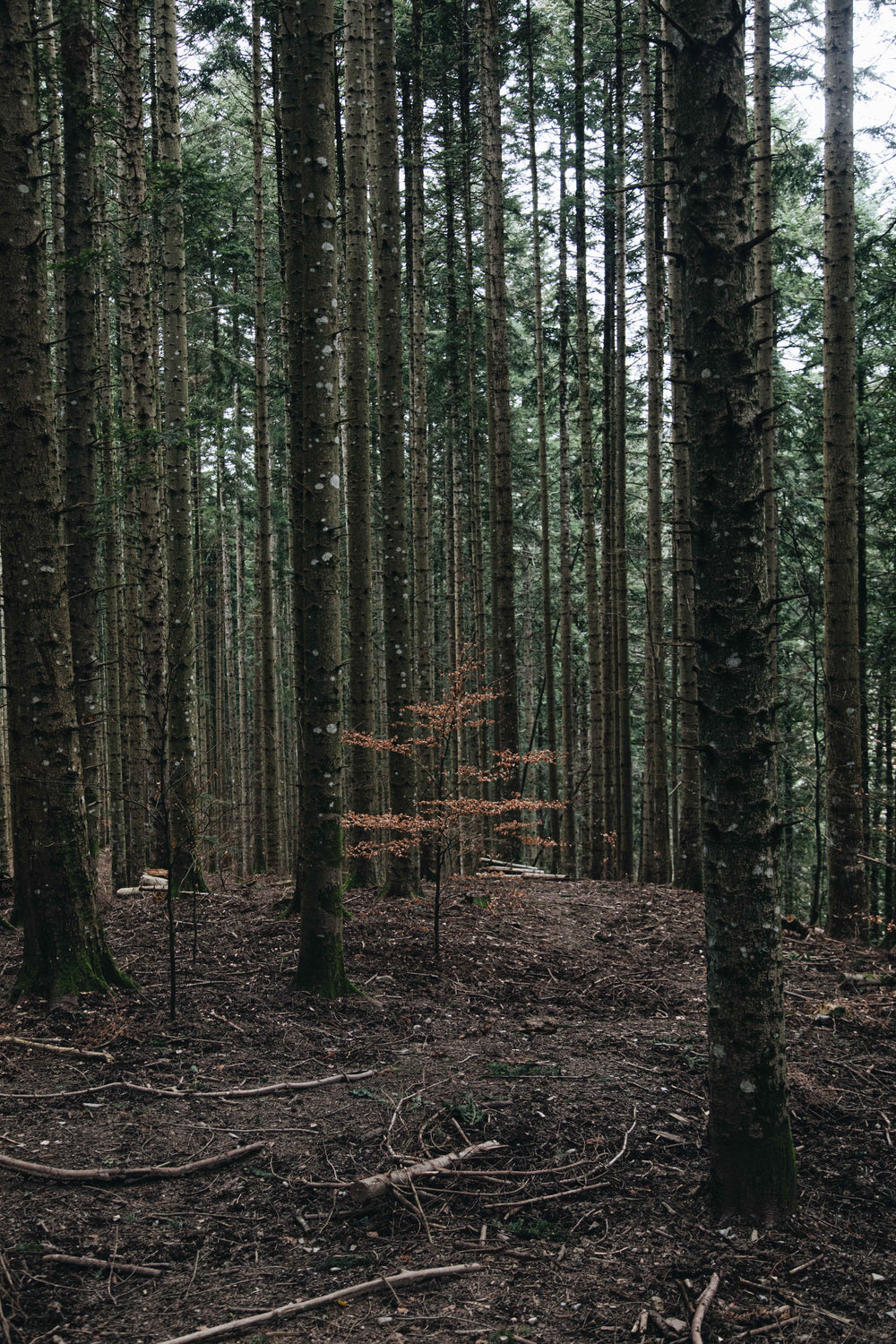 young tree in forrest